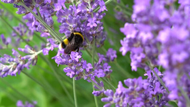 Bumble bee pollinating summer flowers.