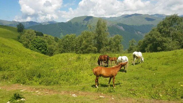 Horses Grazing in Green Countryside Landscape of Azerbaijan on Sunny Summer Day
