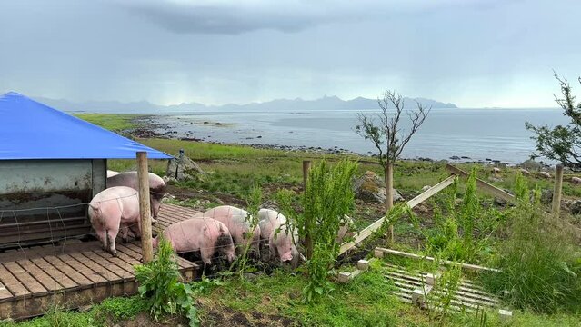 Medium panning shot of pigs eating at a covered trough in a fenced pen along the Norwegian coast with storm shrouded mountains in the background
