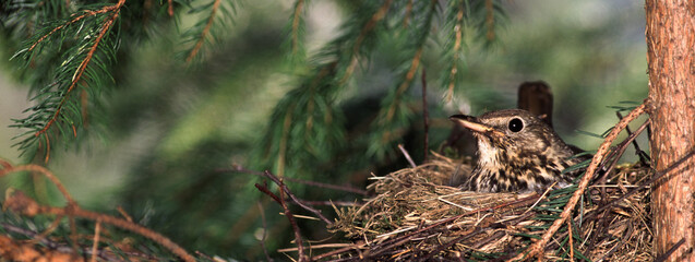 Mavis (Turdus philomelos) Tordo bottaccio, banner