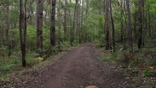 Tilt Down View Of Tall Karri Trees On Forest Trail, Margaret River Australia