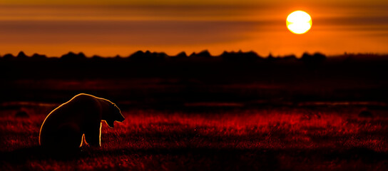 Adult Polar Bear (Ursus maritimus) at sunset. On tundra vegetation on shores of Hudson Bay, Canada (late Sept). (digitally stitched image) 