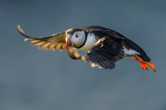 Atlantic Puffin (Fratercula arctica) in flight. Isle of Lunga, Treshnish Isles, Isle of Mull, Scotland. 