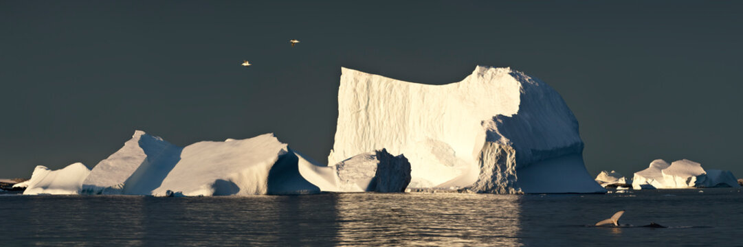 Icebergs with humback whale (Megaptera novaeangliae) 'fluking' in the foreground. Graham Passage, Antarctic Peninsula, Antarctica. 