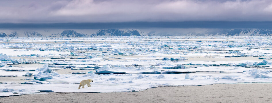 Polar Bear (Ursus maritimus) walking on ice flow. Woodfjorden, northern Spitsbergen, Svalbard, Arctic Norway. (digitally stitched image) 