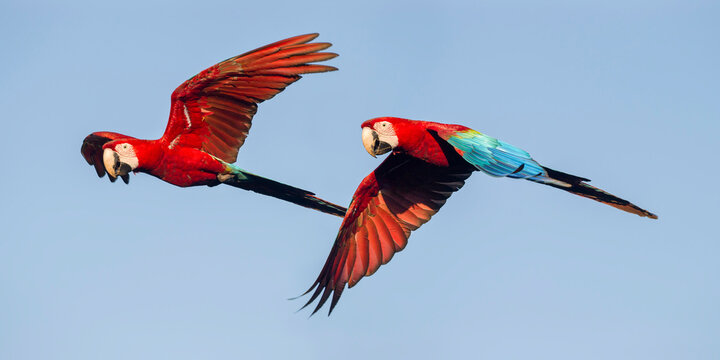 Pair of Red-and-green macaws (Ara chloropterus) in flight. Chapada dos Guimaraes, Brazil. 