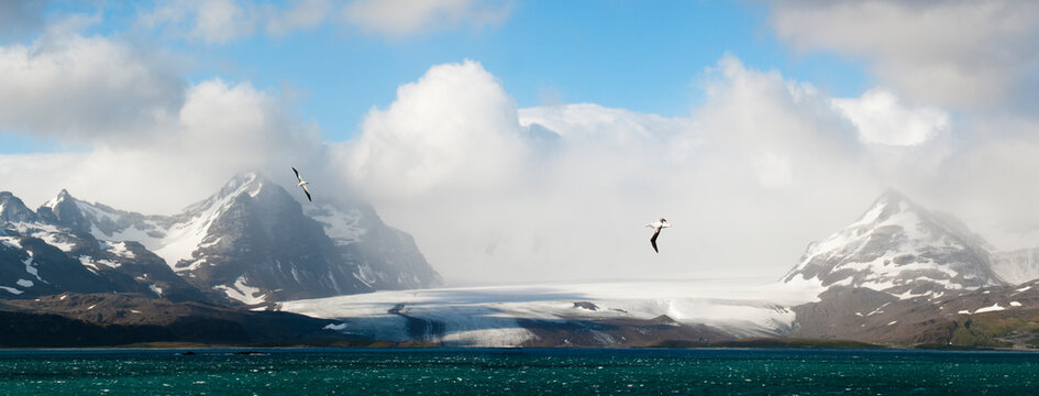 Wandering albatross (Diomedea exulans) flying over the Bay of Isles with Salisbury Plain glacier in the background. South Georgia, South Atlantic. Digitally stitched image. 