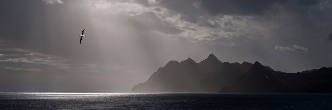 Wandering albatross (Diomedea exulans) flying over the rugged coast of South Georgia., South Atlantic. (digitally stitched image) 