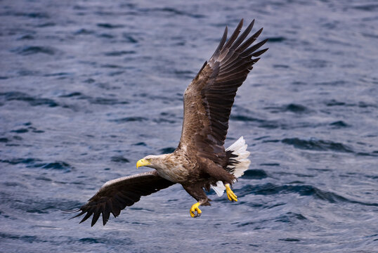 White-tailed Sea Eagle (Haliaeetus albicilla), swooping to take a fish from the water&#39;s surface. Loch Na Keal off the Isle of Mull, north west Scotland. 