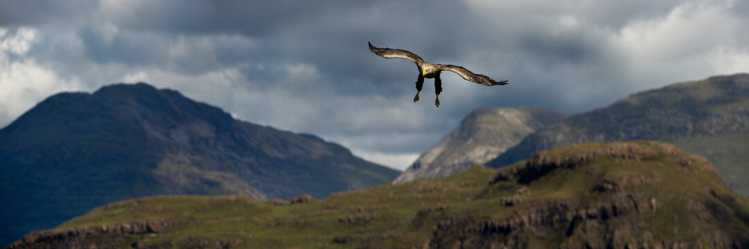 White-tailed sea eagle (Haliaeetus albicilla) male swooping to take a fish from the water&#39;s surface. Loch Na Keal off the Isle of Mull, north west Scotland. 