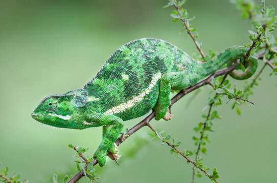 Flap-necked chameleon (Chameleo dilepis) on Acacia bush. Ndutu Safari Lodge, Ngorongoro Conservation Area, Tanzania. 