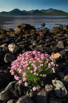 Thrift (Armeria maritima) flowering on shoreline of Loch Na Keal, Isle of Mull, Scotland, June 2011 