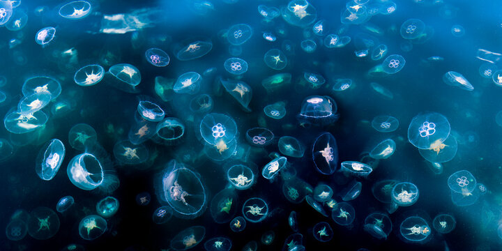 Huge swarm of Moon jellyfish (Aurelia aurita) photographed from surface, Loch Na Keal off Isle of Mull, NW Scotland, Digitally stitched image. 