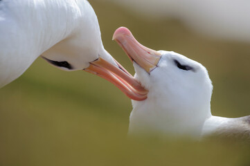 Pair of black-browed albatross (Thalassarche melanophrys) greeting one another - courtship. Bay of Isles, South Atlantic. January. 