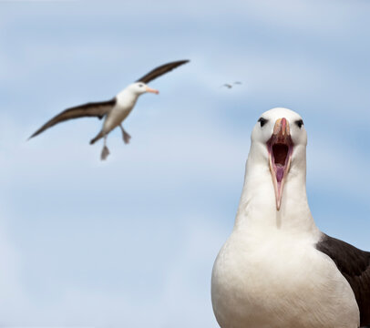 Black-browed albatross (Thalassarche melanophrys) calling and in flight. Bay of Isles, South Atlantic. January. Digital composite 