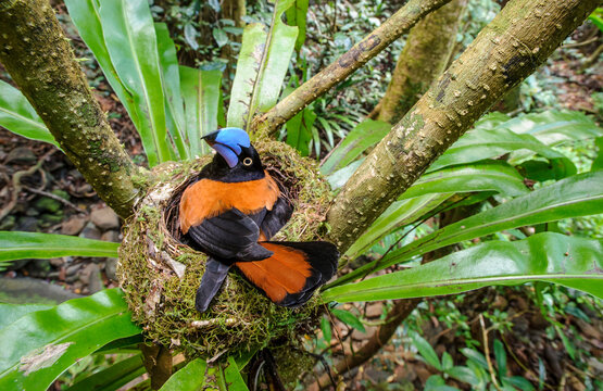 Adult Helmet Vanga (Euryceros prevostii) incubating a clutch of 3 eggs. Nest constructed in the fork of a Bird's Nest Fern (Asplenium sp.). Masoala National Park, north east Madagascar. 