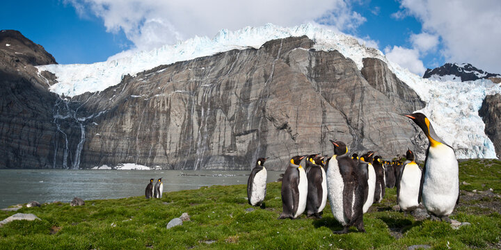 King penguins (Aptenodytes patagonicus) at breeding colony. Gold Harbour, South Georgia, South Atlantic. (digitally stitched image) 