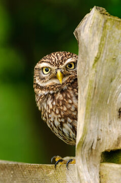 Little owl (Athene noctua) on fence post in farmland, Surrey, England. (Controlled Conditions). 
