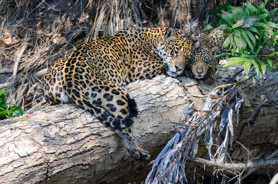 Jaguar (Panthera onca palustris) female with cub on a fallen log along the Cuiaba River, Northern Pantanal, Brazil. 