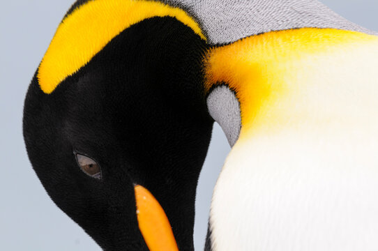 King penguin (Aptenodytes patagonicus) preening close up. South Georgia, South Atlantic. 