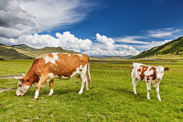 Fototapeta na wymiar Grazing cows on a green meadow