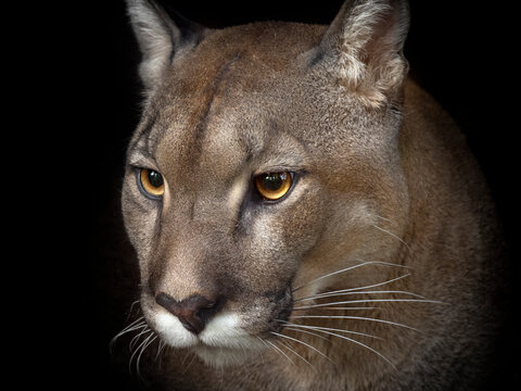 Cougar (Puma concolor) captive, occurs in the Americas. Digitally manipulated - dark background made darker 
