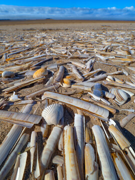 Mass of Razor shells (Ensis siliqua) washed up on Titchwell beach, Norfolk, England, UK. March. 