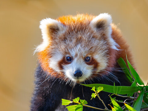 Red panda (Ailurus fulgens) portrait, captive, occurs in Himalayas. 