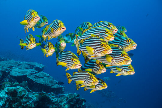 A school of oriental sweetlips (Plectorhinchus vittatus) gather tightly together as they rest during the day on a coral reef. Laamu Atoll, Maldives. Indian Ocean 