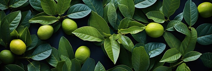 Guava Leaves , Hd Background, Background For Computers Wallpaper