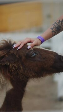 Woman's tattooed hand patting pony's head, vertical video.