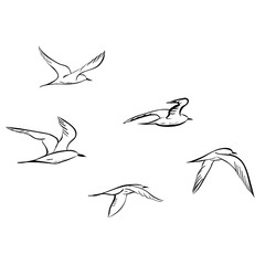 Hand-drawn Freedom seagull line art