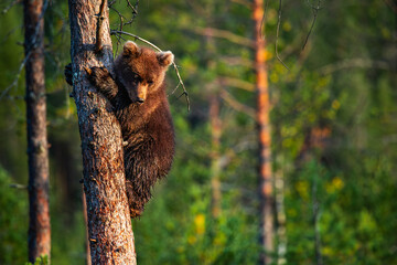brown bear cub © Artem