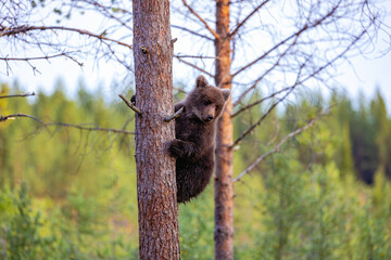 brown bear cub