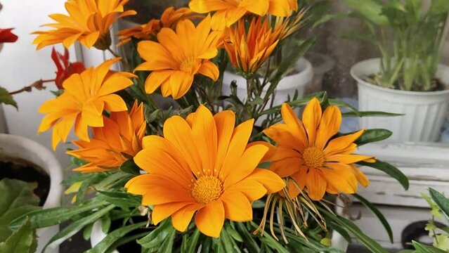 Orange Gazania flower sway in wind on balcony. House Flowerbed. Blooming Garden on windowsill. Gardening on window. Flowering plant in family Asteraceae. Bright flowerheads. Cultivation.