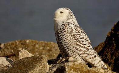 The Snowy owl (Bubo scandiacus), also known as the polar owl, the white owl and the Arctic owl on...