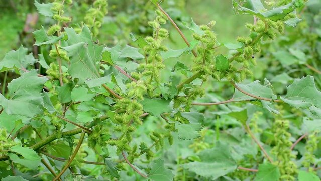 Rough cocklebur ( Xanthium strumarium) on garden, seed are medicinal, herbs