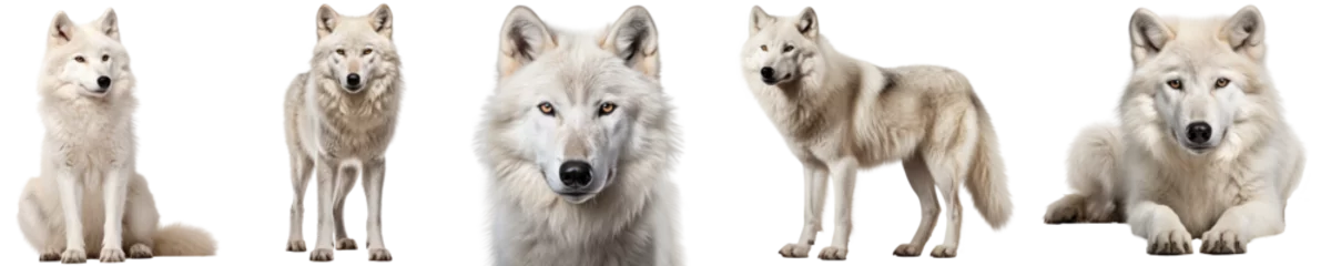 Foto op Canvas arctic wolf collection (sitting, standing, portrait, side view, lying), animal bundle isolated on a white background as transparent PNG © Flowal93