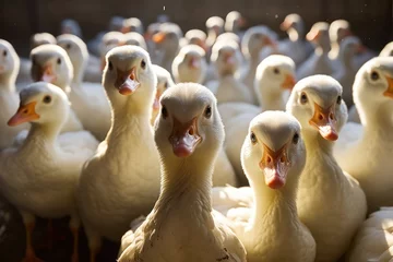 Fotobehang Healthy ducks in the coop, livestock industry, poultry raising. generative Ai © Attasit