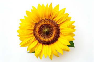 Fototapeta premium sunflower isolated on white