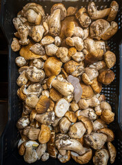 Boletus mushrooms (Boletus Edulis) in a box of a market.