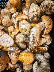 Boletus mushrooms (Boletus Edulis) in a box of a market.