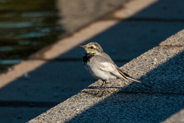 Black-backed wagtail(Motacilla alba lugens)