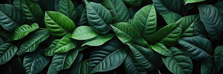 Lanceolate Leaves , Hd Background, Background For Computers Wallpaper