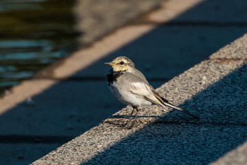 Black-backed wagtail(Motacilla alba lugens)