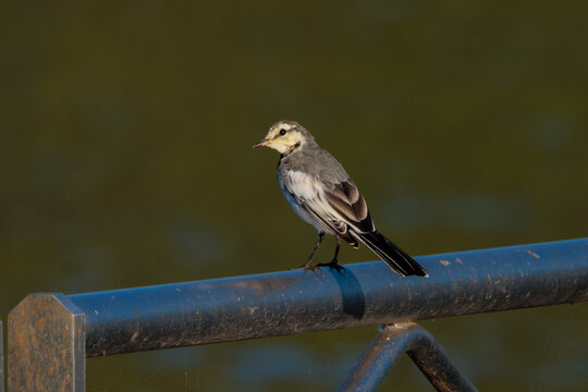 Black-backed wagtail(Motacilla alba lugens)