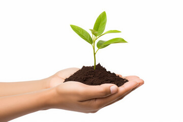 Sapling with hand carried and isolated white background