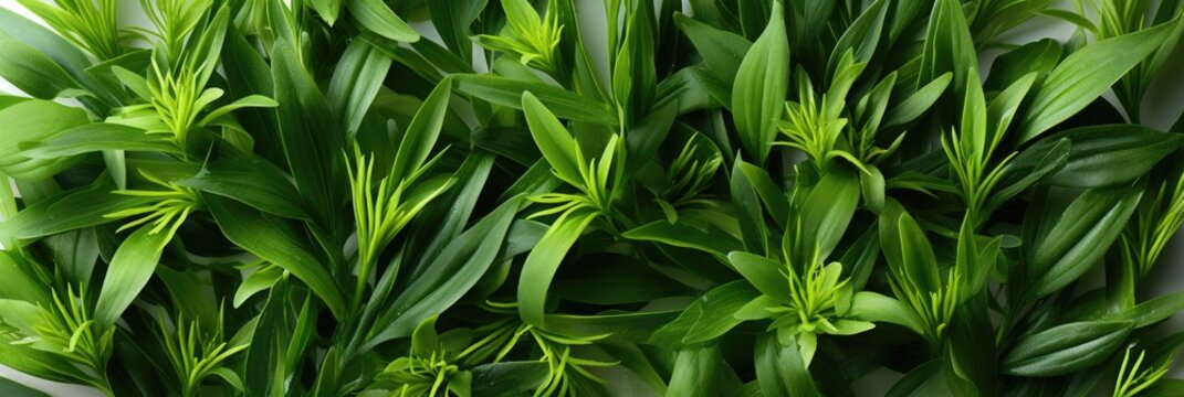Lemongrass Leaves , Hd Background, Background For Computers Wallpaper