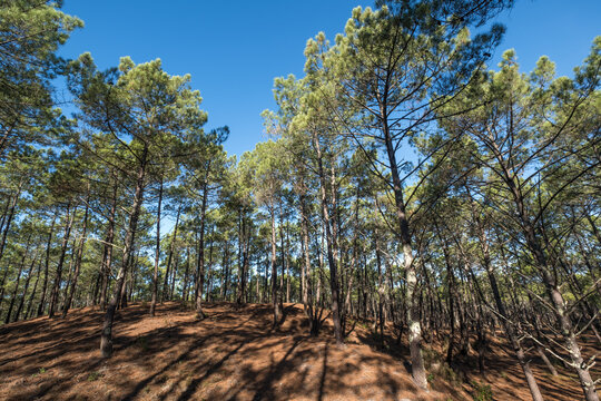 LE PORGE dans le M&eacute;doc (Gironde, France). La for&ecirc;t dunaire.