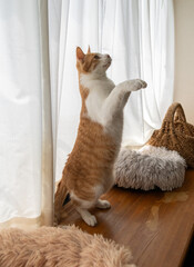 立ち上がる猫　茶トラ白